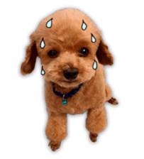 Happy days of Toy Poodle Picture ver. sticker #14211886