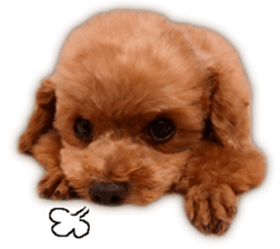 Happy days of Toy Poodle Picture ver. sticker #14211887