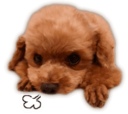 Happy days of Toy Poodle Picture ver. sticker #14211887