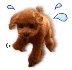 Happy days of Toy Poodle Picture ver. sticker #14211888