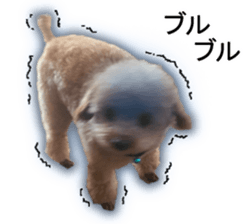 Happy days of Toy Poodle Picture ver. sticker #14211889