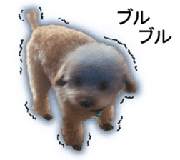 Happy days of Toy Poodle Picture ver. sticker #14211889