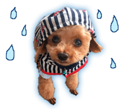 Happy days of Toy Poodle Picture ver. sticker #14211890