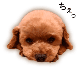 Happy days of Toy Poodle Picture ver. sticker #14211892