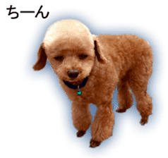 Happy days of Toy Poodle Picture ver. sticker #14211893