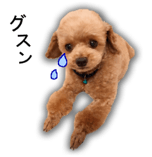 Happy days of Toy Poodle Picture ver. sticker #14211894