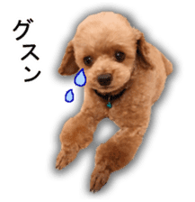 Happy days of Toy Poodle Picture ver. sticker #14211894