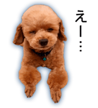 Happy days of Toy Poodle Picture ver. sticker #14211896