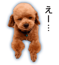 Happy days of Toy Poodle Picture ver. sticker #14211896