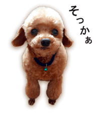 Happy days of Toy Poodle Picture ver. sticker #14211897