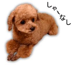 Happy days of Toy Poodle Picture ver. sticker #14211898