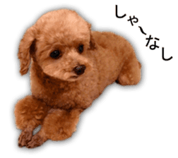 Happy days of Toy Poodle Picture ver. sticker #14211898