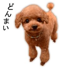 Happy days of Toy Poodle Picture ver. sticker #14211899