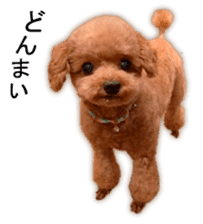 Happy days of Toy Poodle Picture ver. sticker #14211899