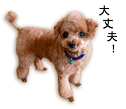 Happy days of Toy Poodle Picture ver. sticker #14211900