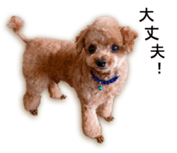 Happy days of Toy Poodle Picture ver. sticker #14211900