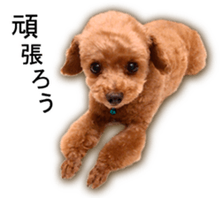 Happy days of Toy Poodle Picture ver. sticker #14211901