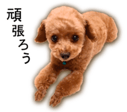 Happy days of Toy Poodle Picture ver. sticker #14211901