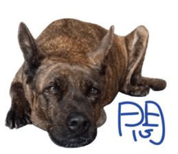 furkid sticker #14213977