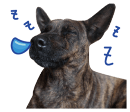 furkid sticker #14213979