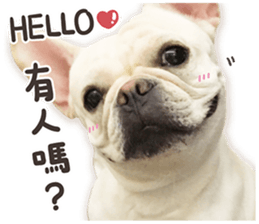 French Bulldog Mochi (The Real) sticker #14215470
