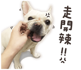 French Bulldog Mochi (The Real) sticker #14215471