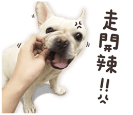 French Bulldog Mochi (The Real) sticker #14215471