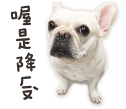 French Bulldog Mochi (The Real) sticker #14215473
