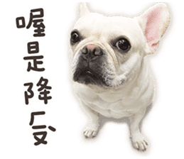 French Bulldog Mochi (The Real) sticker #14215473