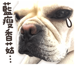 French Bulldog Mochi (The Real) sticker #14215485