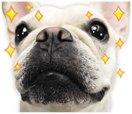 French Bulldog Mochi (The Real) sticker #14215487