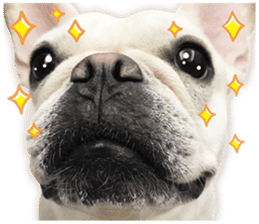 French Bulldog Mochi (The Real) sticker #14215487