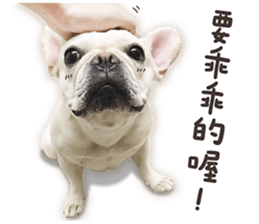 French Bulldog Mochi (The Real) sticker #14215489