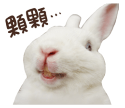 Bosstwo-CUTE Rabbit sticker #14216183