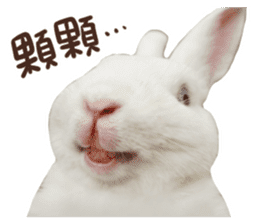 Bosstwo-CUTE Rabbit sticker #14216183