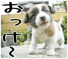 MIEDOG Jack Russell terrier sticker 4 sticker #14216374