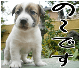 MIEDOG Jack Russell terrier sticker 4 sticker #14216375