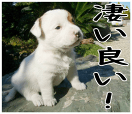 MIEDOG Jack Russell terrier sticker 4 sticker #14216376