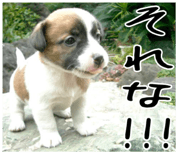 MIEDOG Jack Russell terrier sticker 4 sticker #14216377