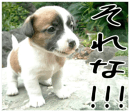 MIEDOG Jack Russell terrier sticker 4 sticker #14216377