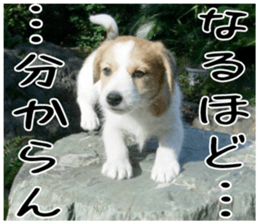 MIEDOG Jack Russell terrier sticker 4 sticker #14216378