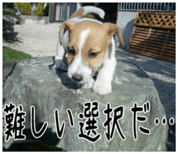 MIEDOG Jack Russell terrier sticker 4 sticker #14216379