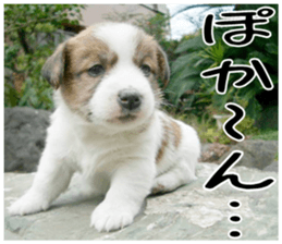 MIEDOG Jack Russell terrier sticker 4 sticker #14216380
