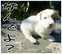 MIEDOG Jack Russell terrier sticker 4 sticker #14216381