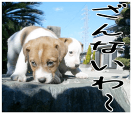 MIEDOG Jack Russell terrier sticker 4 sticker #14216382
