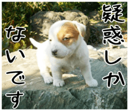 MIEDOG Jack Russell terrier sticker 4 sticker #14216383