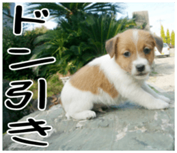 MIEDOG Jack Russell terrier sticker 4 sticker #14216384