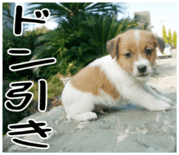 MIEDOG Jack Russell terrier sticker 4 sticker #14216384