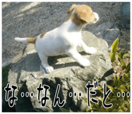 MIEDOG Jack Russell terrier sticker 4 sticker #14216385