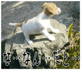 MIEDOG Jack Russell terrier sticker 4 sticker #14216385